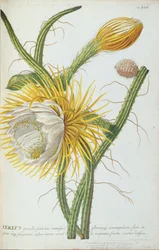 Cactus: Cereus, de 